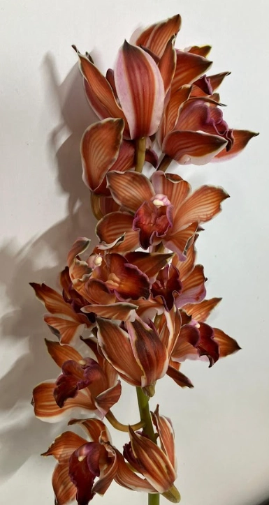 Cymbidium dyed mocca