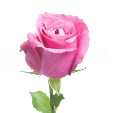Rose all for love