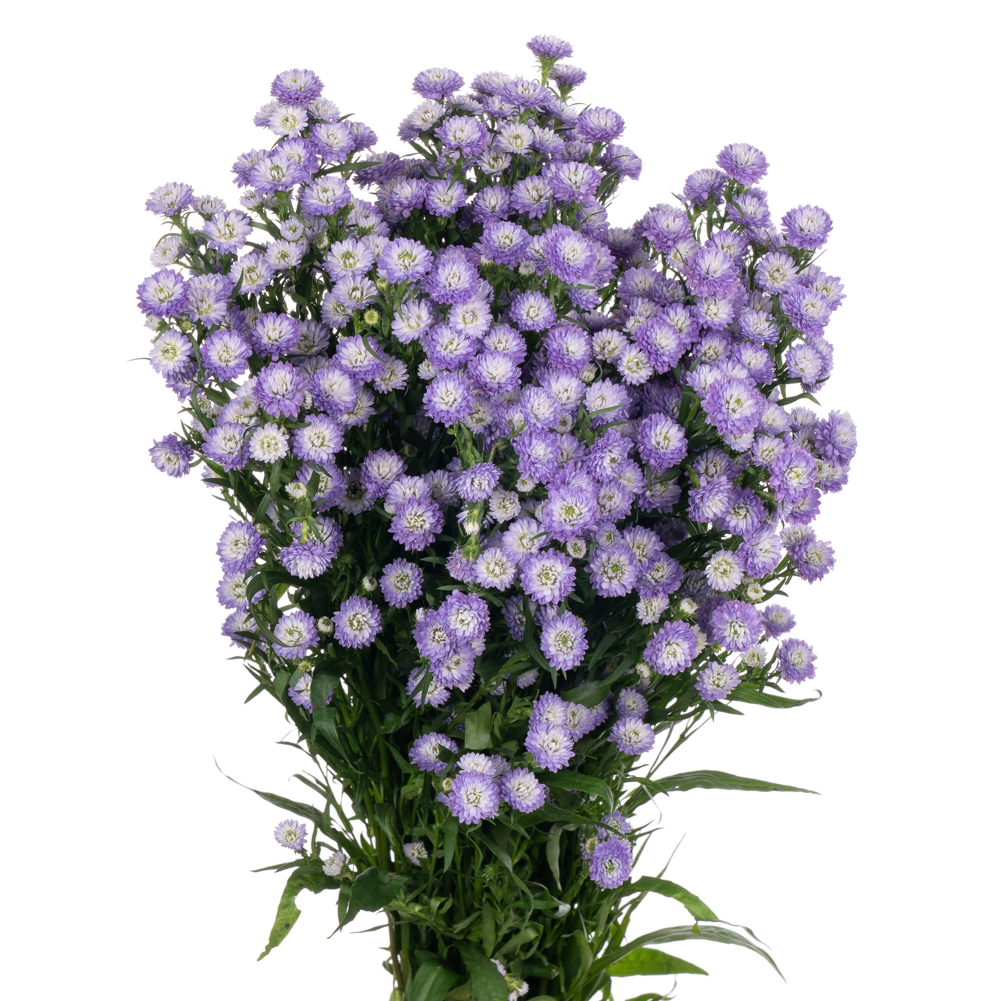 Aster astee mini baby blue | Wholesale flowers, plants and supplies Aster astee mini baby blue