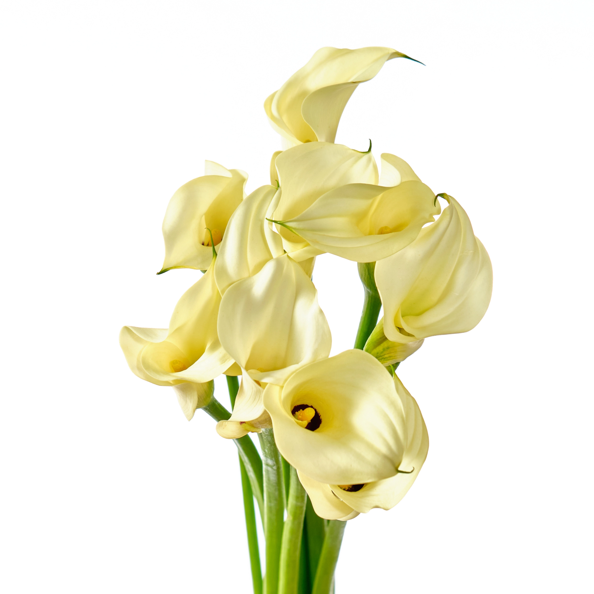 Zantedeschia snow star