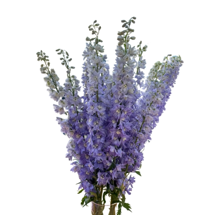 Delphinium gardenia lavender