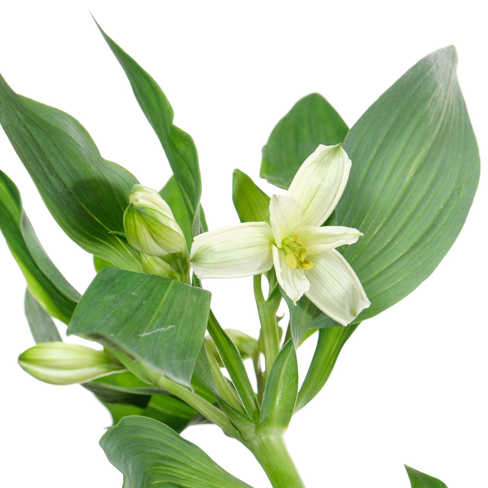 Alstroemeria gigi cream