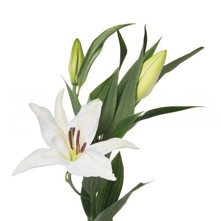 Lilium oriental ariosto