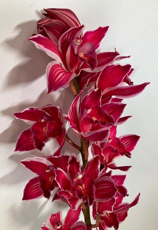 Cymbidium dyed ruby