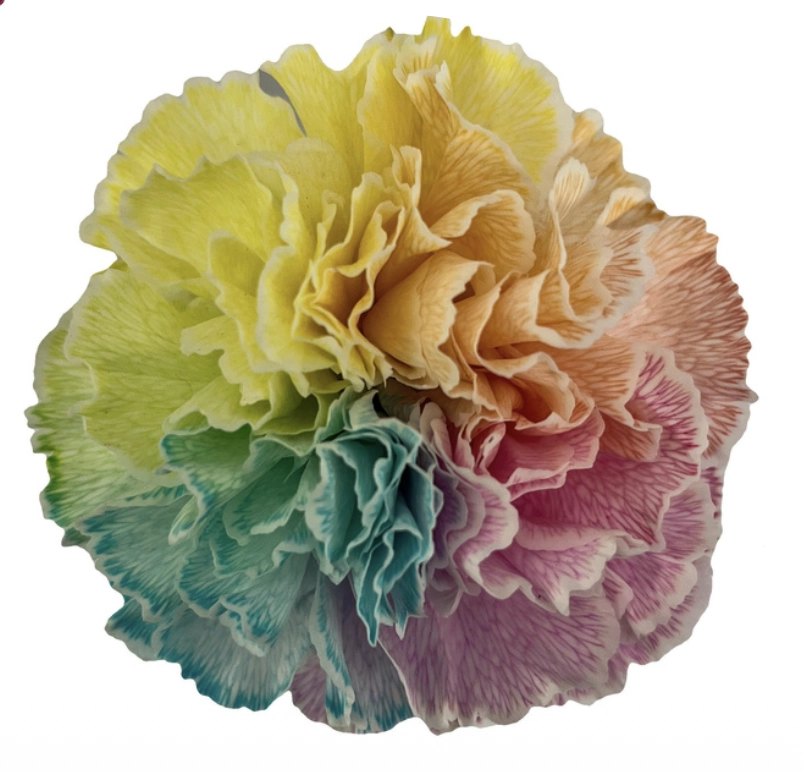 Carnation radiant cotton candy