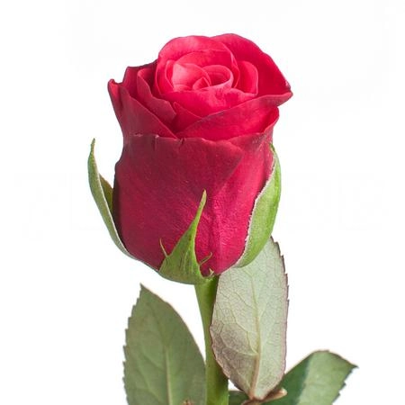 Rose tacazzi