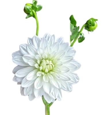 Dahlia white quartz
