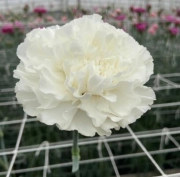 Carnation oyuni