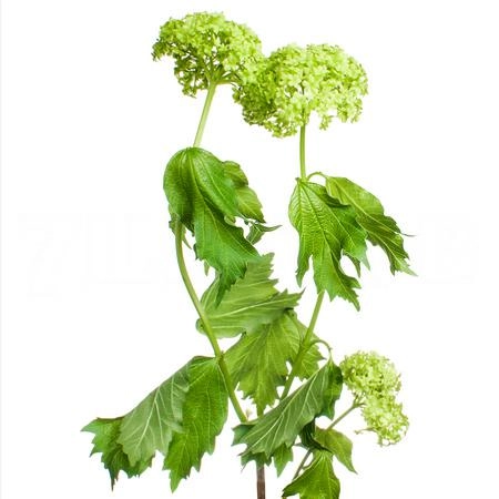 Viburnum snowball