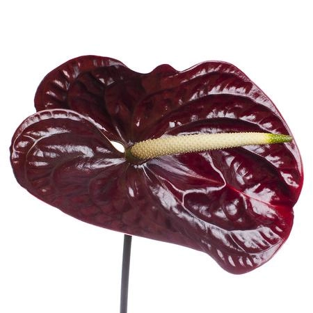 Anthurium tropic night | Wholesale flowers, plants and supplies Anthurium tropic night