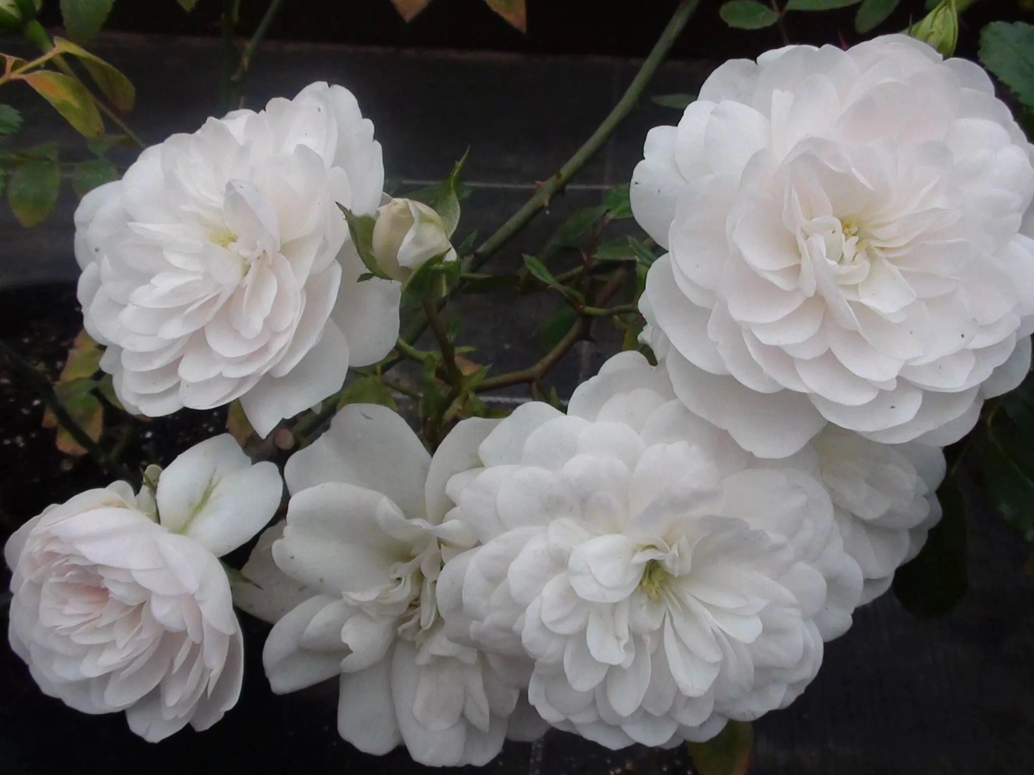 Rose spray snow ballet