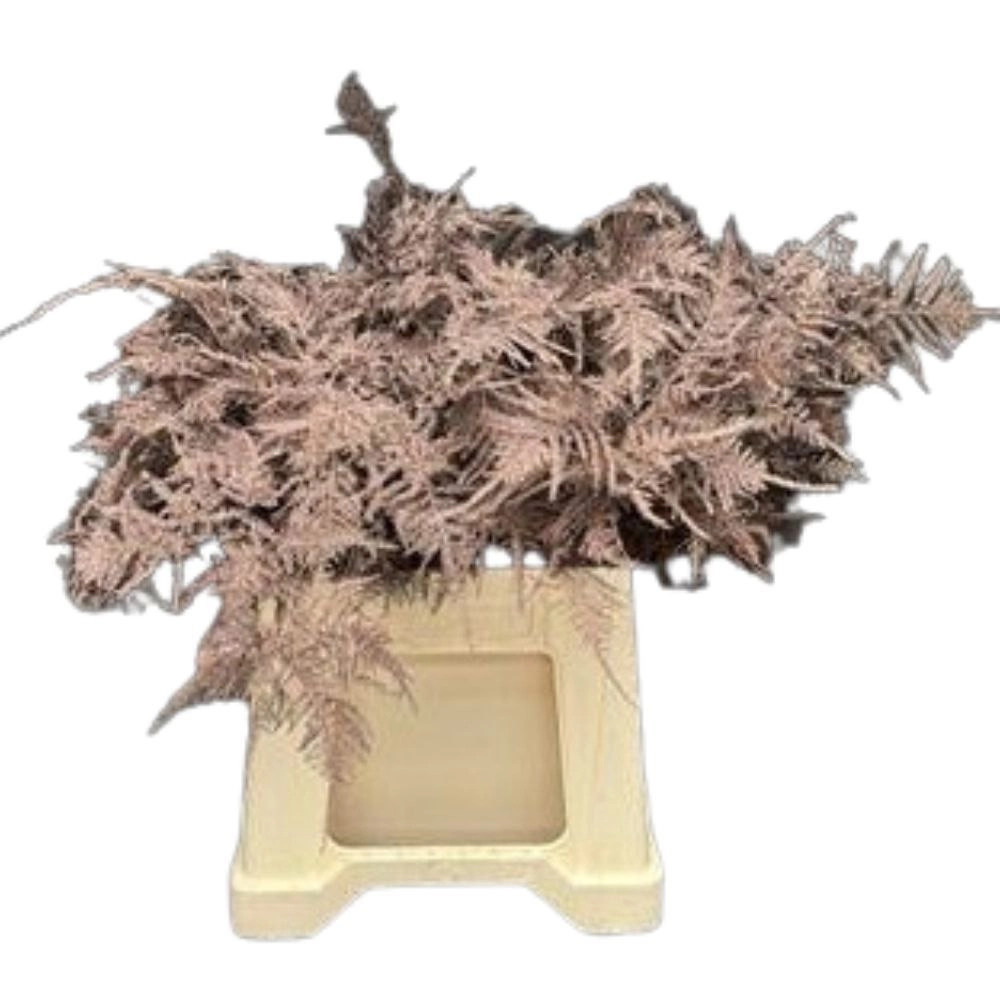 Blad Asparagus dyed choco brown