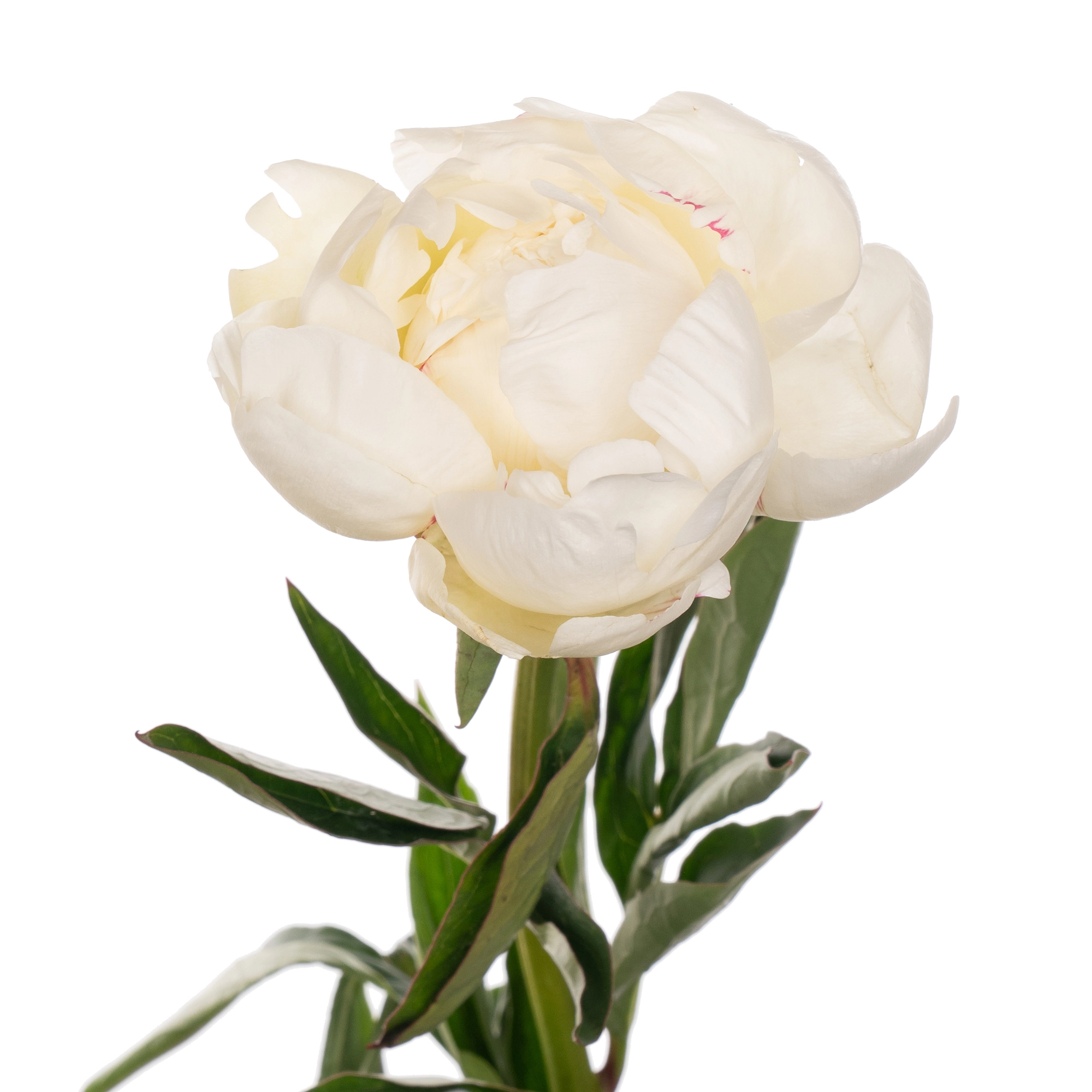 Paeonia ivory victory