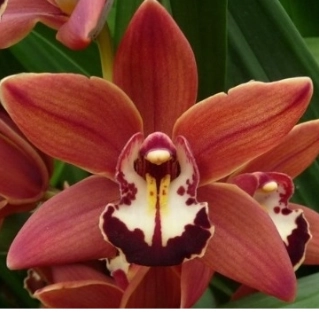 Cymbidium Mini tangerine mary brownie