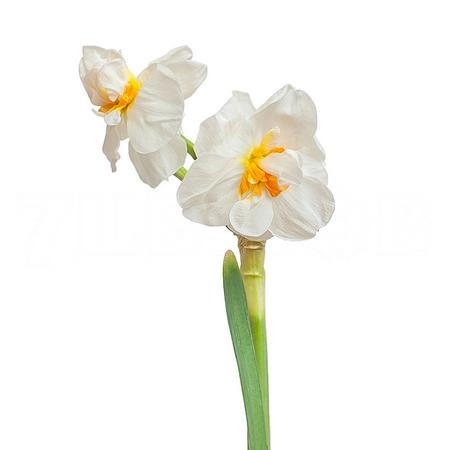 Narcissus sir winston churchill