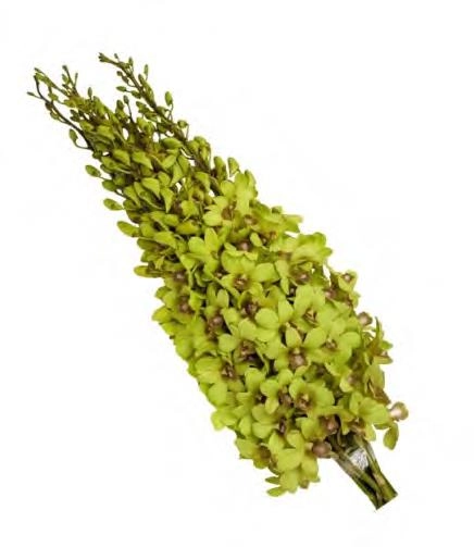 Dendrobium green