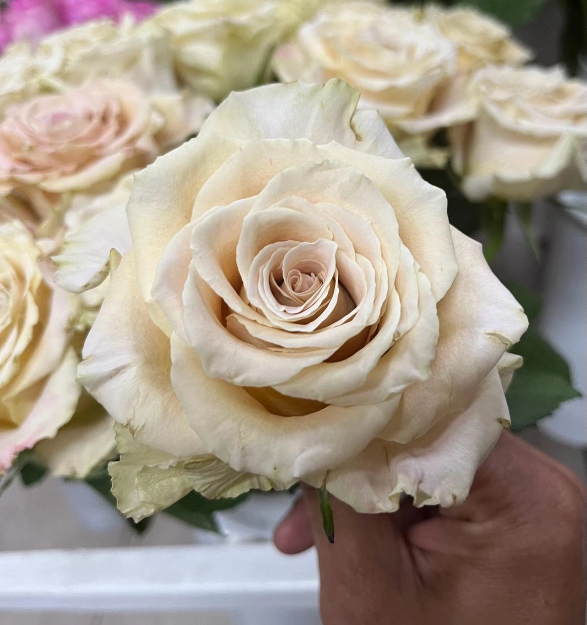 Rose ceramic | Wholesale flowers, plants and supplies Rose ceramic