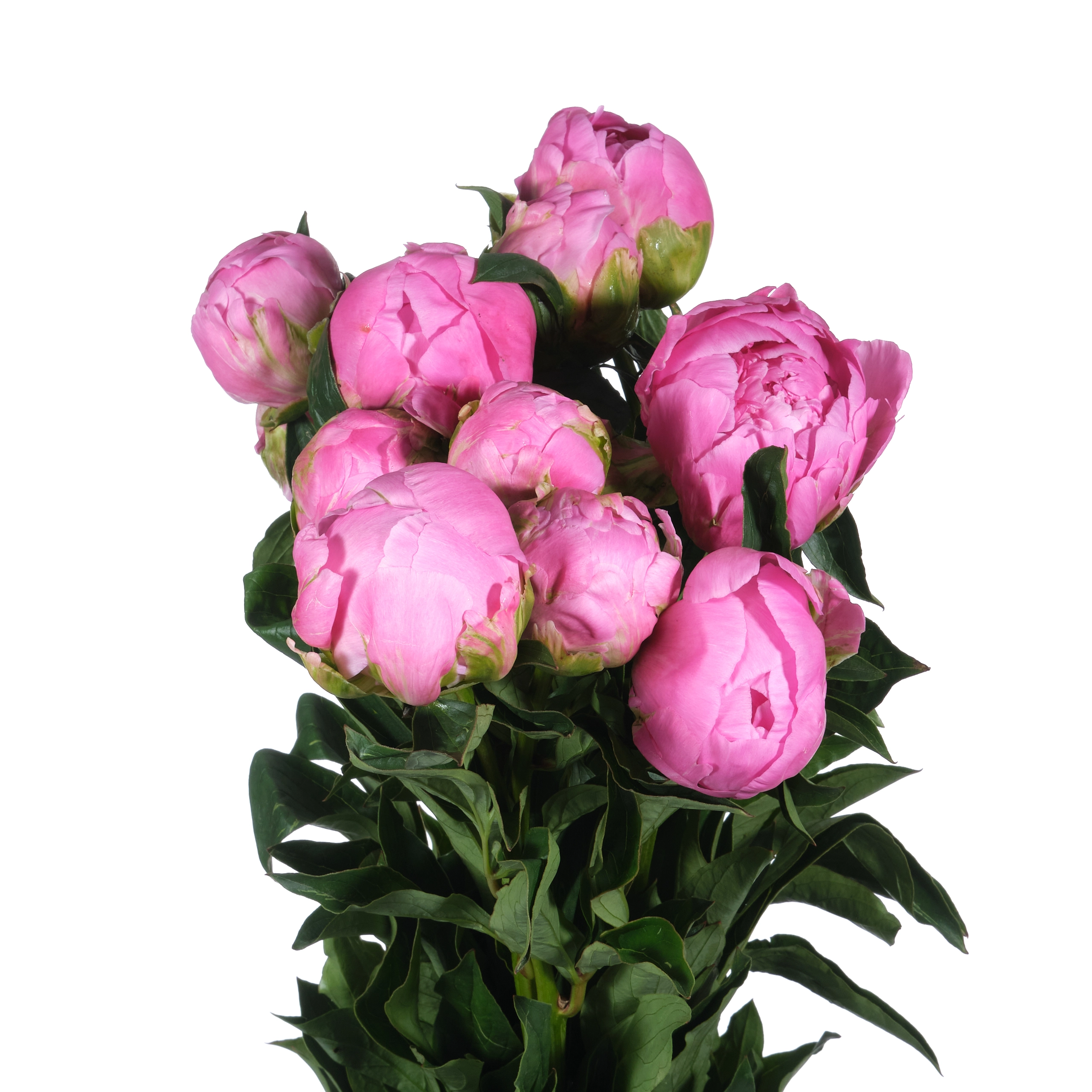 Paeonia jacorma