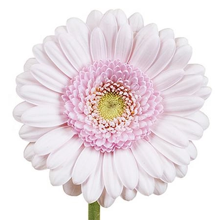 Gerbera мини bridal kimsey