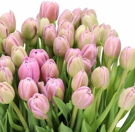 Tulip double beachberry