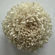Chrysanthemum tinted pale cream