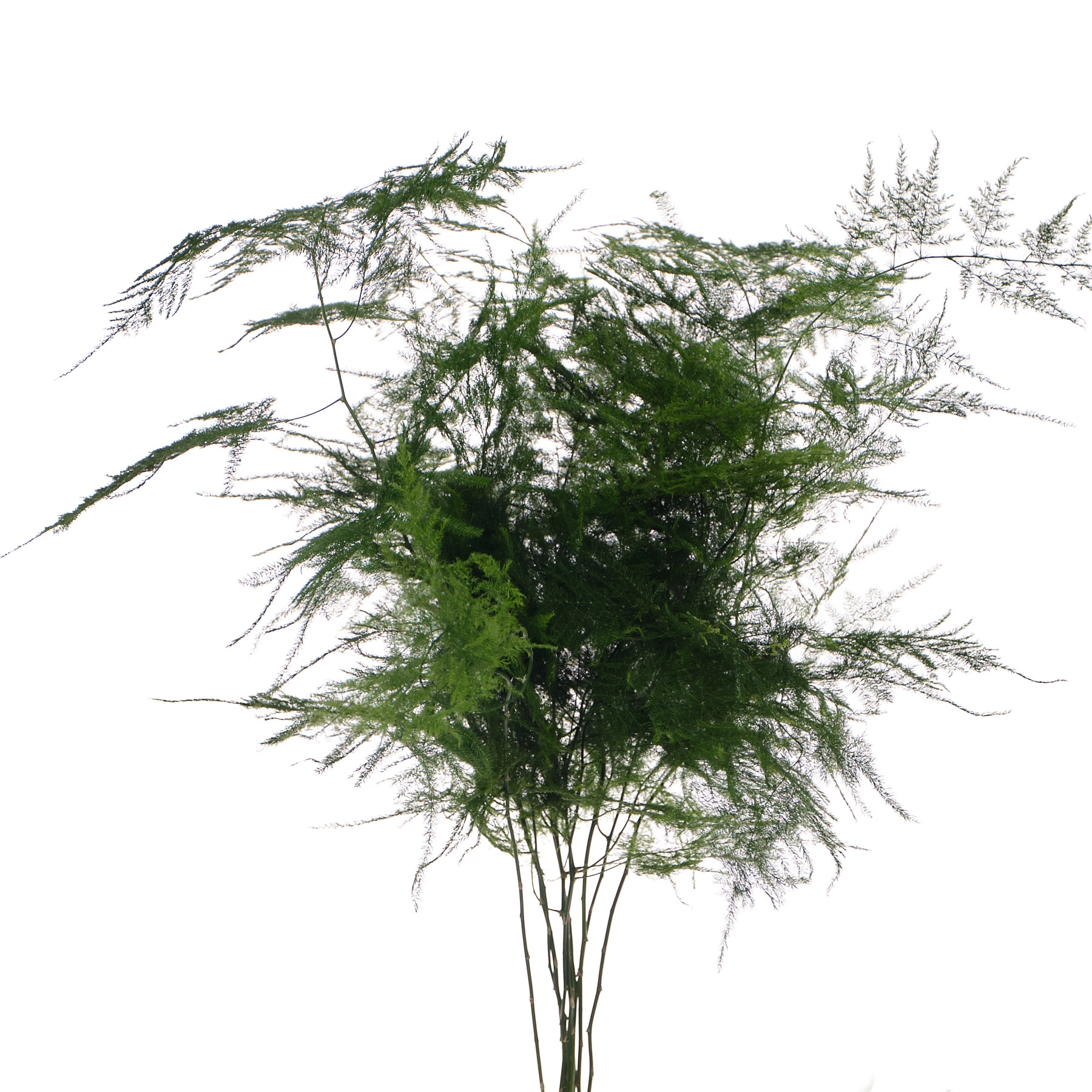 Blad Asparagus setaceus | Wholesale flowers, plants and supplies Blad Asparagus setaceus