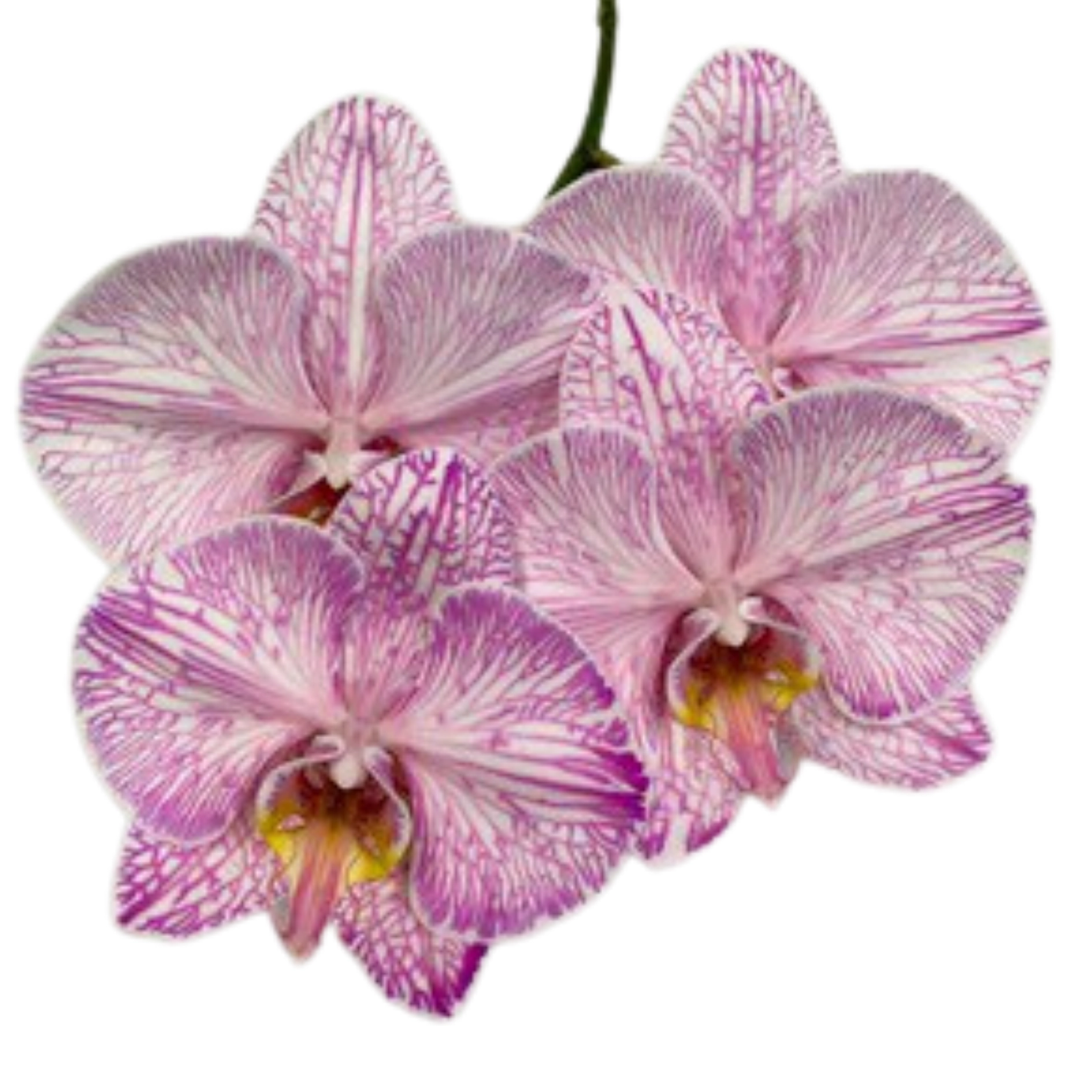 Phalaenopsis dyed coral