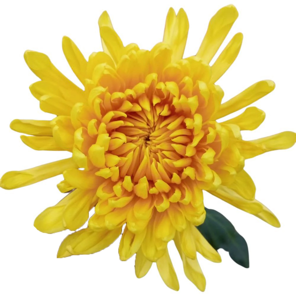 Chrysanthemum single ponzo