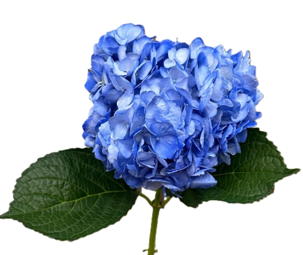Hydrangea jumbo tinted blue | Wholesale flowers, plants and supplies Hydrangea jumbo tinted blue