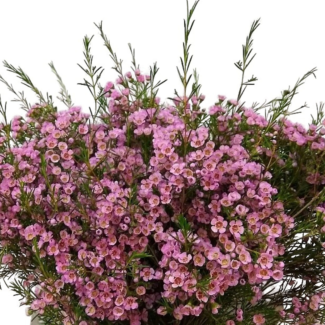 Chamelaucium pink