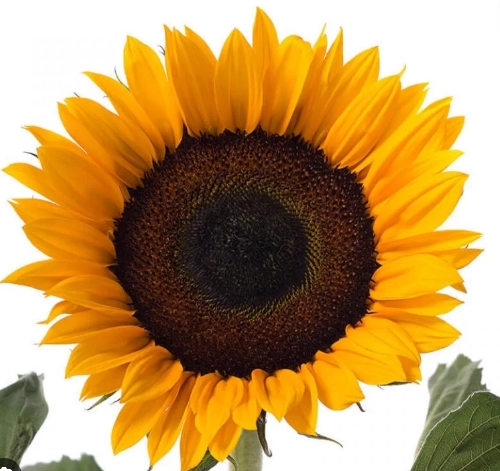 Helianthus sunrich orange | Wholesale flowers, plants and supplies Helianthus sunrich orange