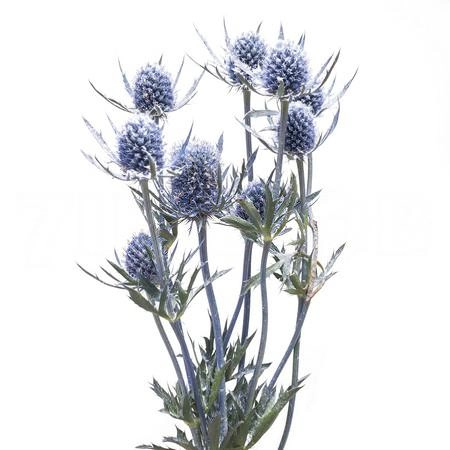 Eryngium planum | Wholesale flowers, plants and supplies Eryngium planum