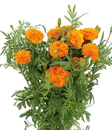 Tagetes thygo orange glow