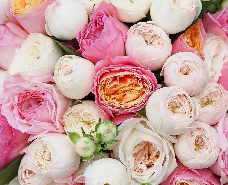 Rose david austin mix