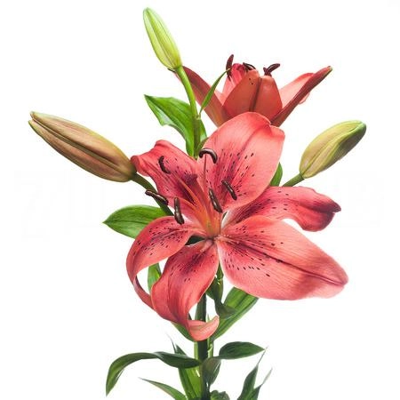 Lilium la-hybrid original love