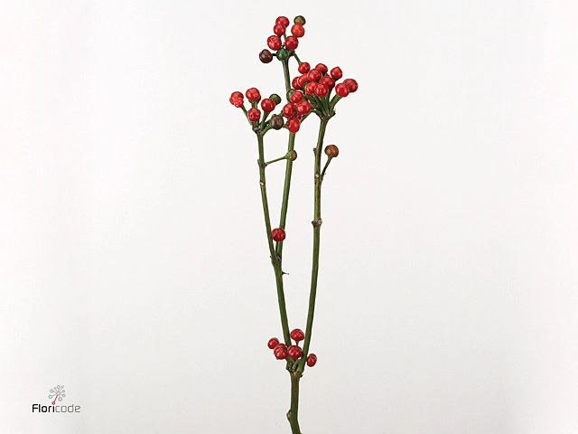 Capsicum chrystmas