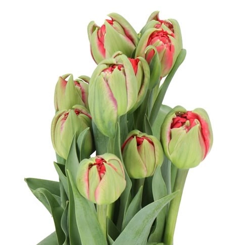 Tulip double menton unique