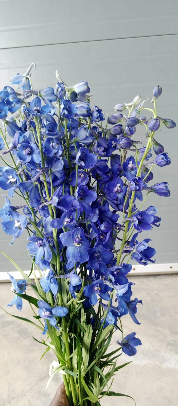 Delphinium belladonna