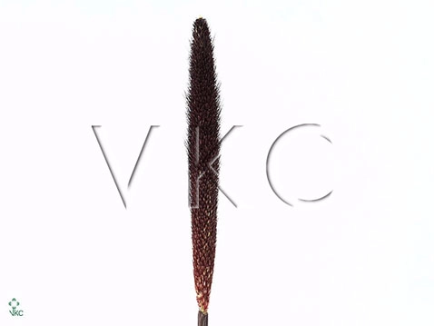 Pennisetum black magic