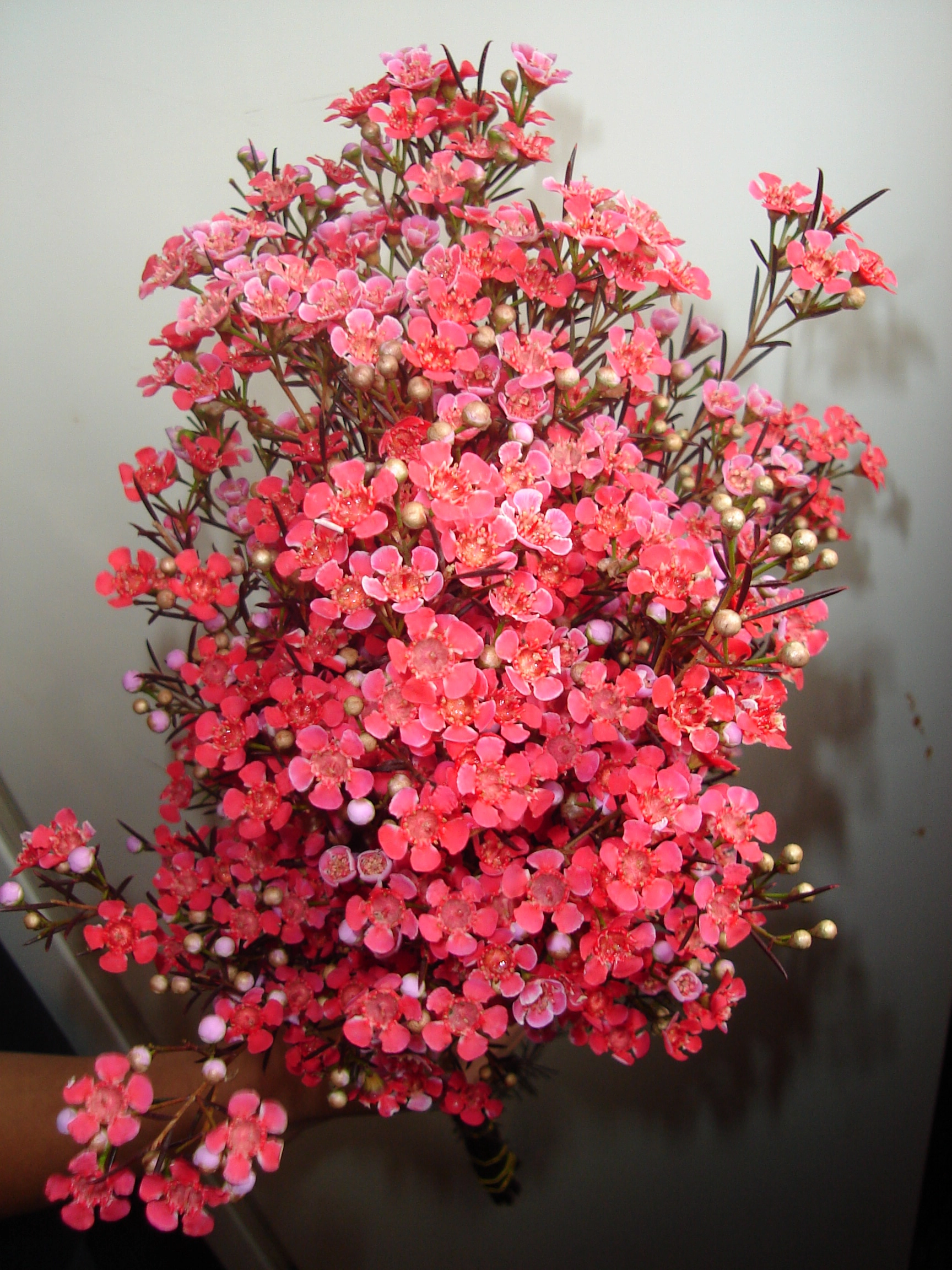 Chamelaucium tinted red