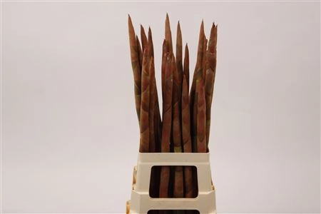 Kniphofia pokers