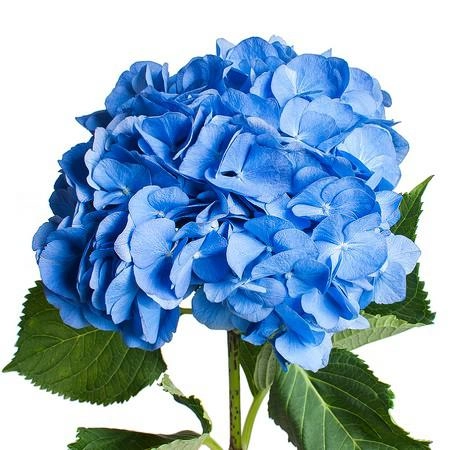 Hydrangea dark blue