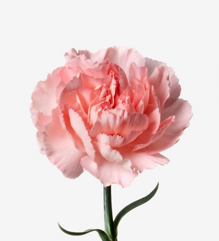 Carnation retro