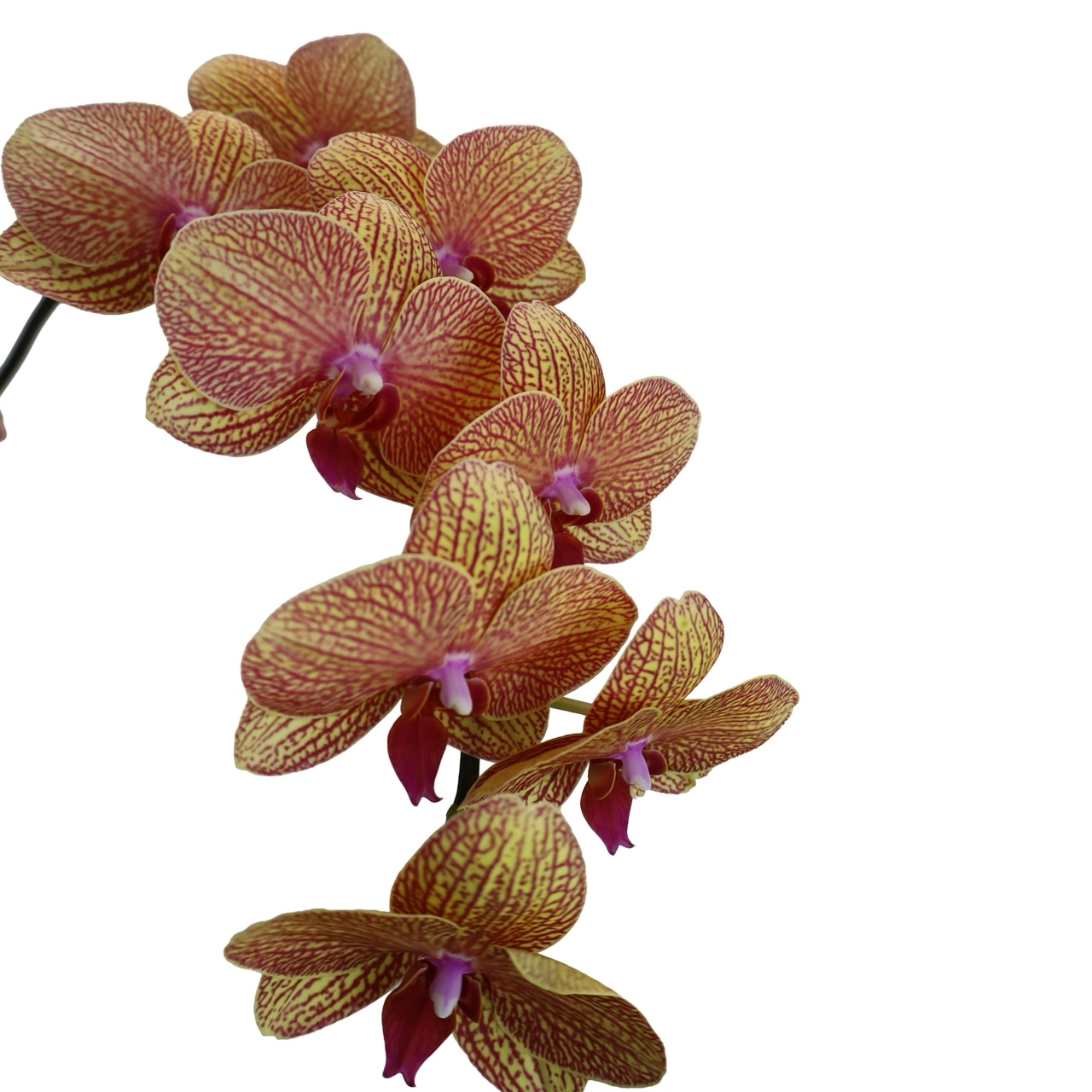 Phalaenopsis yellow/stripped