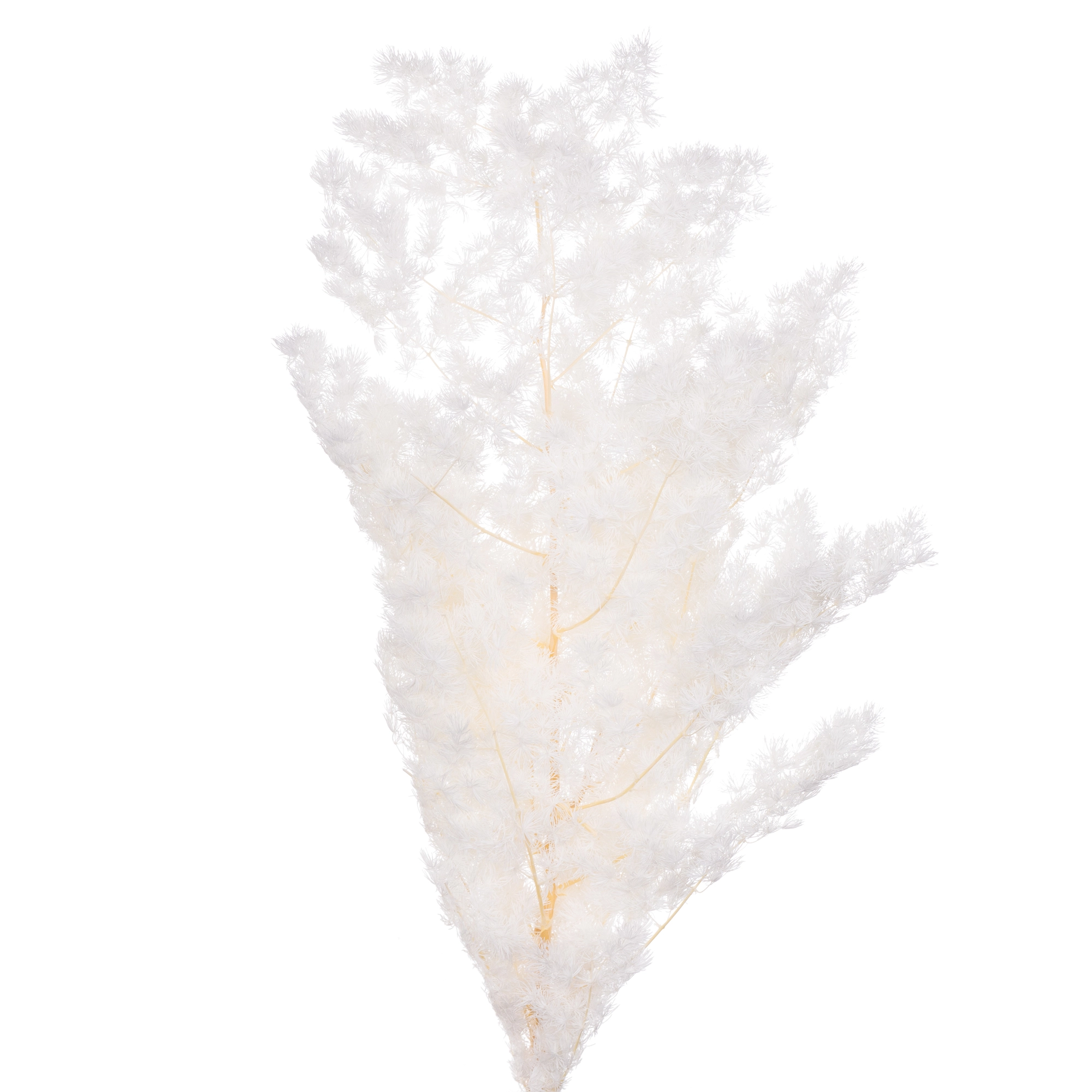 Blad Asparagus white
