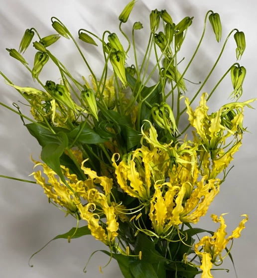 Gloriosa rutea