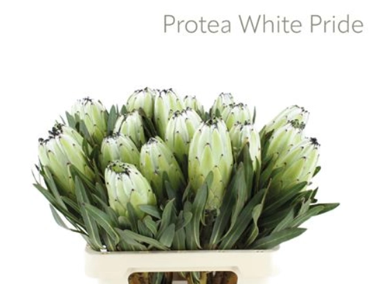 Protea white pride