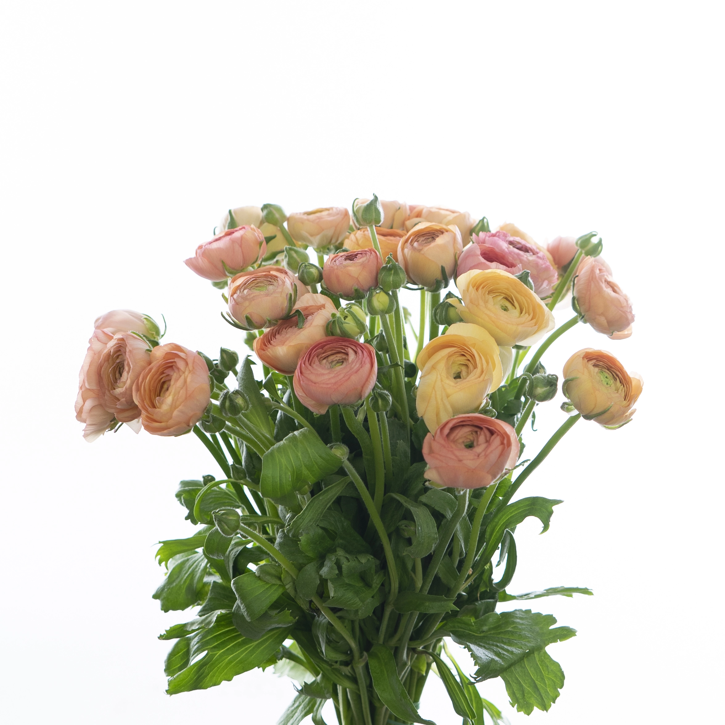 Ranunculus elegance salmon | Wholesale flowers, plants and supplies Ranunculus elegance salmon