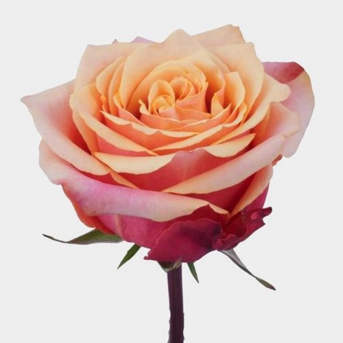 Rose cherry brandy