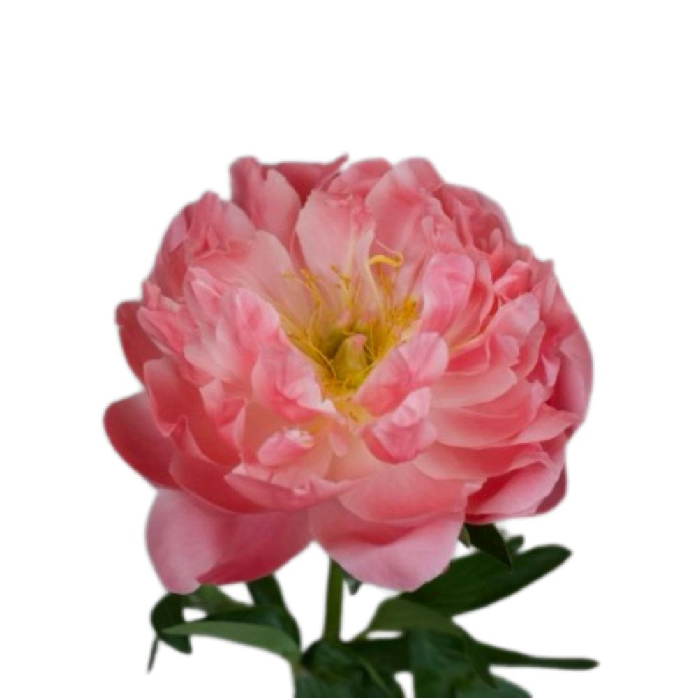 Paeonia pink hawaiian coral